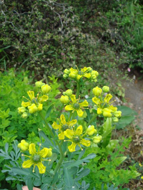 Ruta graveolens fleur